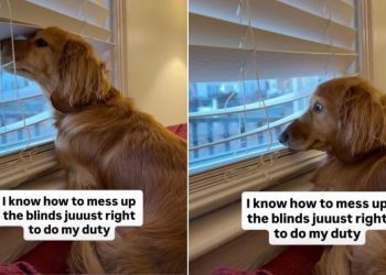 Video: Dog Adjusts Blinds to Do Her Vigilance Duty
