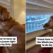 Video: Dog Adjusts Blinds to Do Her Vigilance Duty