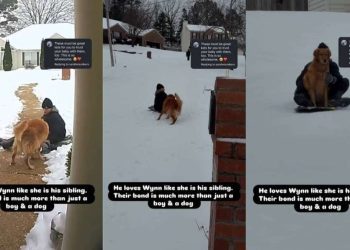 Video Shows Golden Retriever Bonding With Neighborhood Kids While Sledding