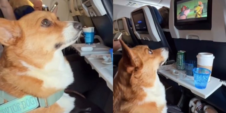 Service Dog Enjoys In-Flight Entertainment in Viral Video