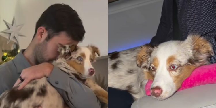 Video Shows This Dog’s Very Specific Needs & Habits