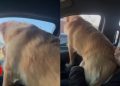 Video: 80 Lb Golden Retriever Thinks He’s Still a Lap Dog