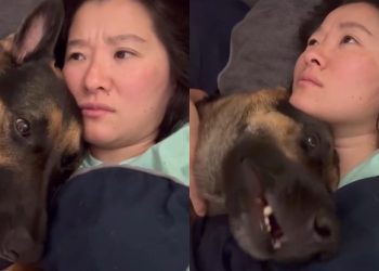 Video Confirms This Dog Is the Ultimate Whiner