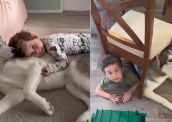 Video: Husky’s Love for Little Boy Doesn’t Need Words