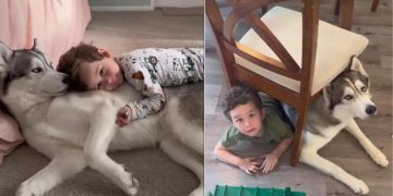 Video: Husky’s Love for Little Boy Doesn’t Need Words