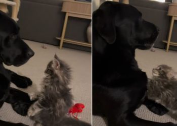 Dog Tries to Avoid Cat’s ‘Love Nibbles,’ but Eventually Gives In