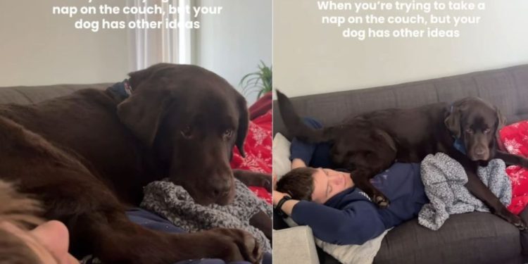 Labrador Makes His Own Plans When Dad Hits the Couch