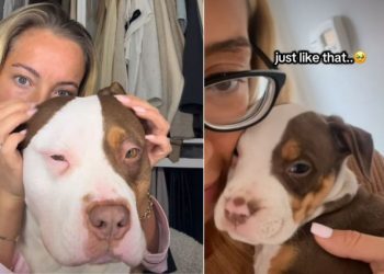 Video: Owner Emotionally Remembers Big Dog’s Puppy Phase