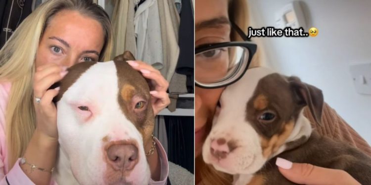 Video: Owner Emotionally Remembers Big Dog’s Puppy Phase