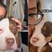 Video: Owner Emotionally Remembers Big Dog’s Puppy Phase