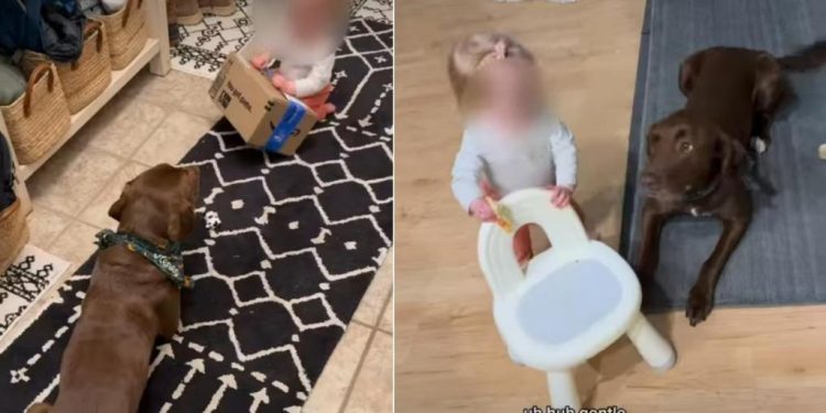 Labrador Delivers a Lesson in Patience With Toddler & Pizza