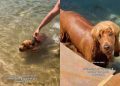 Video Shows How a Dog’s Swimming Style Has Changed Since He Was a Puppy