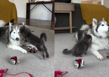 Husky Is a Gentle Big Brother to the Cat Every Time He Pounces