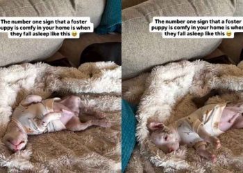 Video Shows the Number One Sign That a Foster Pup Is Comfy