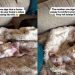 Video Shows the Number One Sign That a Foster Pup Is Comfy