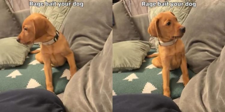 Video: Vizsla Labrador Mix Puppy Reacts to Owner Mimicking Him