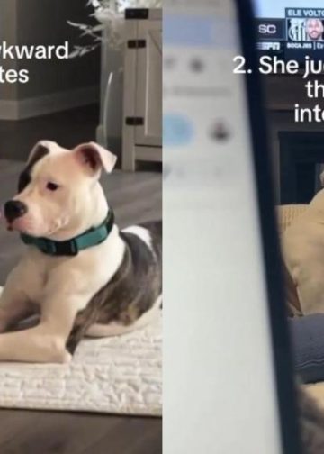 Video: English Bulldog Hasn’t Found Love Yet & Here’s Why