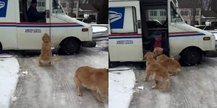 Video: Golden Retrievers React When Mailman Arrives
