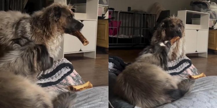 Video: Dog Surprises Sister After Pretending to be ‘Mean’