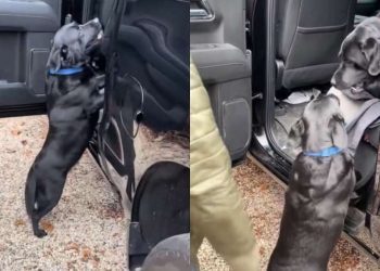Video Shows Getting 2 Labradors Into a Car Could Be a Challenge