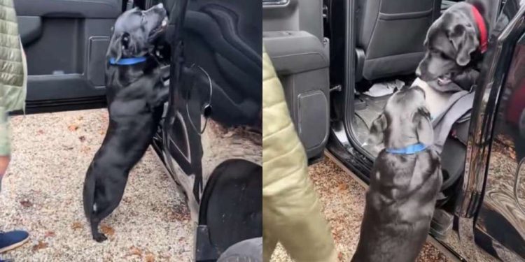 Video Shows Getting 2 Labradors Into a Car Could Be a Challenge