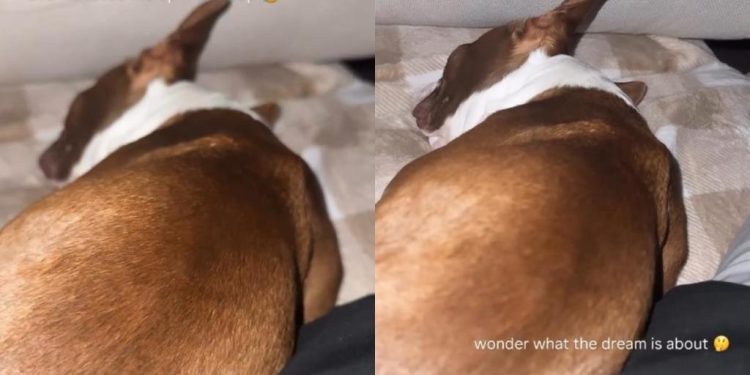 Dog Wakes Dad Up With His Sleep Noises in Hilarious Video
