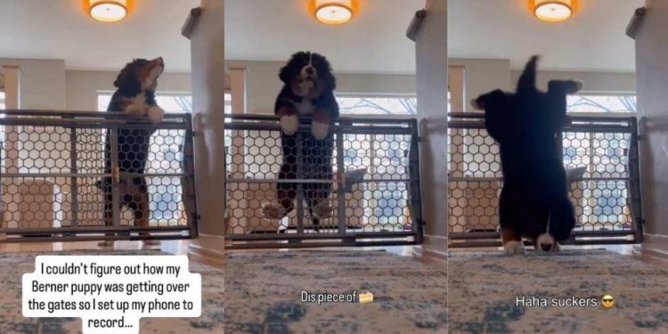 Video Shows How Puppy Plans & Executes Escape From Baby Gate