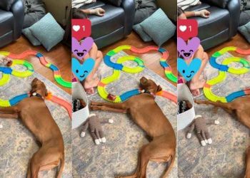 Video: This Smart Dog Knows Exactly When to Join Kid’s Playtime