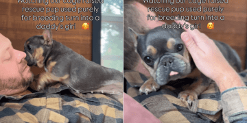 Video: Rescue Pup With a Dark Past Is Now Safe in Dad’s Arms