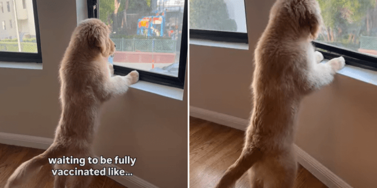 Video: Golden Retriever Puppy Can’t Go Outside Yet, So He Does This Instead