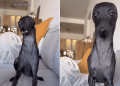 Dog Turns Into the Final Braincell in Hilarious Video