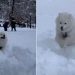 Video: New York Dog Loves Body-Slamming Owner During Blizzard