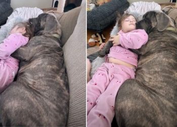 Video: Dog & Kid Show How to Spend Sunday Perfectly
