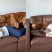 Golden Retriever Follows Owner on the Couch in Cute Video
