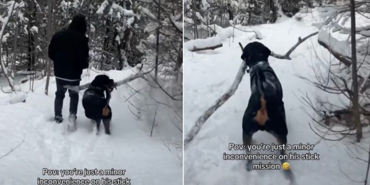 Video: Nothing Can Stop This Dog From Completing His ‘Stick Mission’
