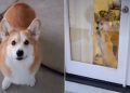 Video Captures How Different 2 Corgis Are From One Another