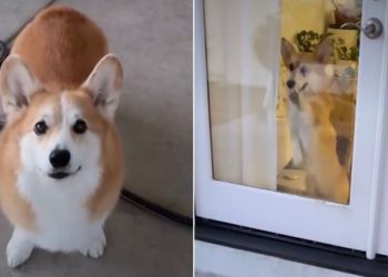Video Captures How Different 2 Corgis Are From One Another