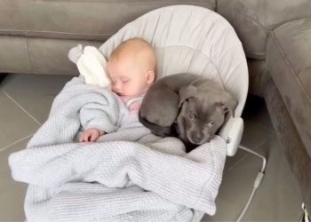Video Captures Staffy Pup Wanting To Take a Nap With Baby