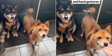 Video: Dog Doesn’t Know What to Do When Asked to Sit