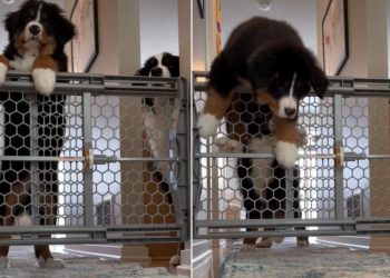 Video Shows How Dog Reacts When Mom Grabs an Amazon Delivery
