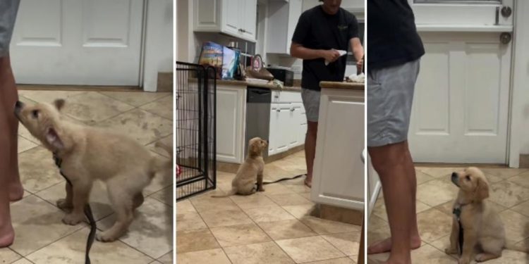 Golden Retriever Puppy Wants to Be Where Dad Is in Adorable Video