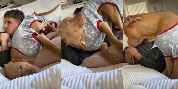 Video: Dog’s Behavior Changes Completely After Putting on Jammies