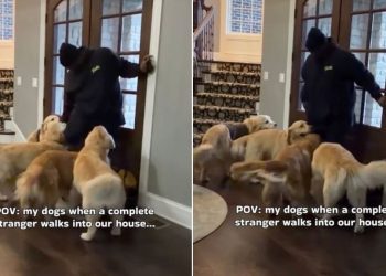 Video: Golden Retriever Pack React To Stranger Walking Into the House