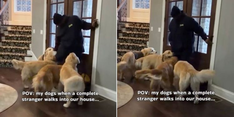 Video: Golden Retriever Pack React To Stranger Walking Into the House