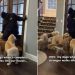 Video: Golden Retriever Pack React To Stranger Walking Into the House