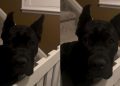 Video Shows Dog Waiting Up for Mom While Everyone Goes to Bed