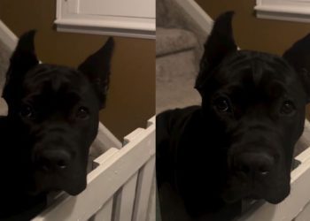 Video Shows Dog Waiting Up for Mom While Everyone Goes to Bed