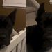 Video Shows Dog Waiting Up for Mom While Everyone Goes to Bed