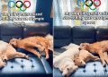 Video: Golden Retrievers’ Stretches Are Unbelievably Synchronized