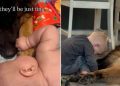Video Shows How German Shepherd Adjusted to Newborn Baby